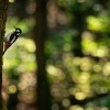Strakapoud velky - Dendrocopos major - Great Spotted Woodpecker o4450